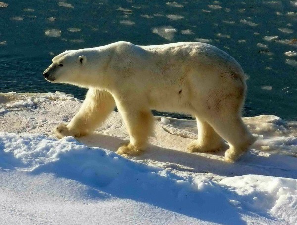 چرا خرس قطبی سفید است