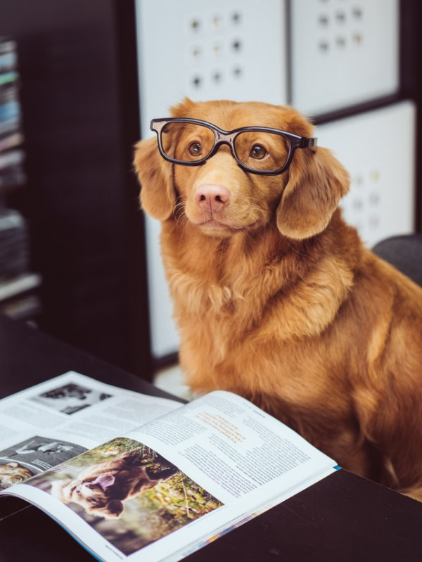 سگ کیوت در حال کتاب خواندن با عینک بامزه